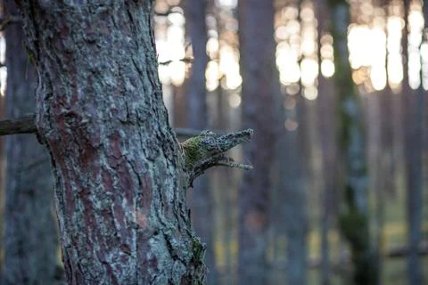 Crooked tree trunks in the forest Stock Photos