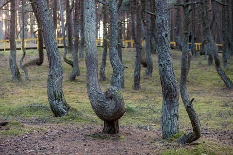 Crooked tree trunks in the forest Stock Photos