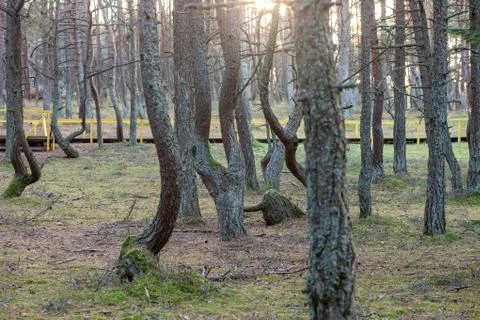Crooked tree trunks in the forest Stock Photos