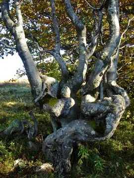 Crooked tree with twisted tree trunks and branches of the curves. Gray bark.. Stock Photos