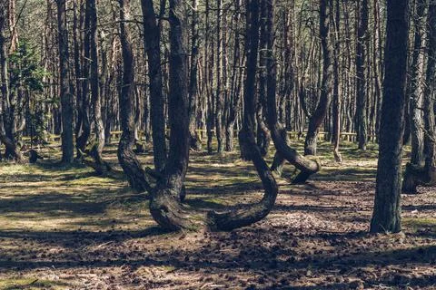 Crooked trees of dancing forest view at curonian spit on sunny day Stock Photos