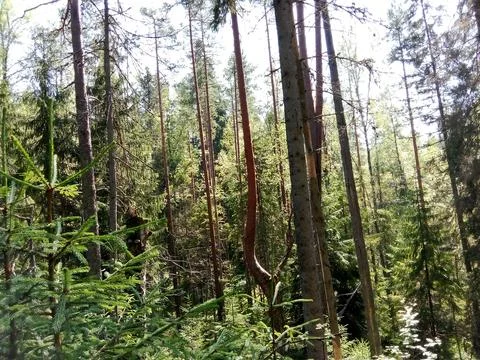 Crooked trees on a mountain in the forest Foto stock