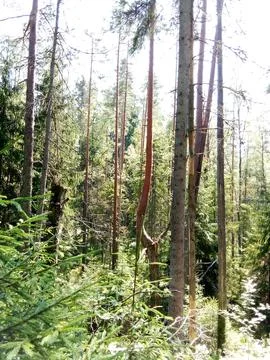 Crooked trees on a mountain in the forest Stock Photos