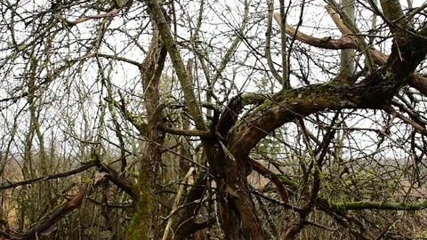 Crooked trunk of an old apple tree Stock Footage 119217022