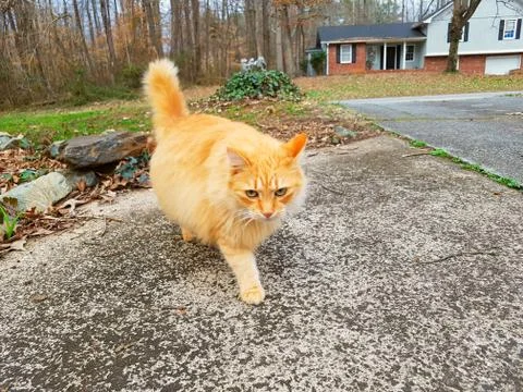 Crookshanks Cat Stock Photos