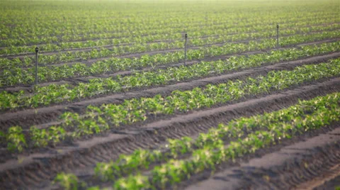 Crop 03 HD Stock-Footage 37924091