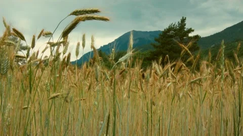 Crop 2 Video stock 44128280