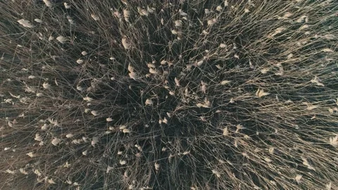 Crop 2 Stock Footage 146275329