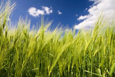 Crop and sky Stock Photos
