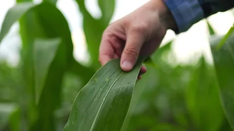 Crop anonymous man touching corn leaf with rain Stock Footage 249065700