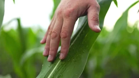 Crop anonymous man touching corn leaf with rain Stock Footage 249282151