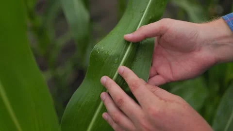 Crop anonymous man touching corn leaf with rain Stock Footage 249696992