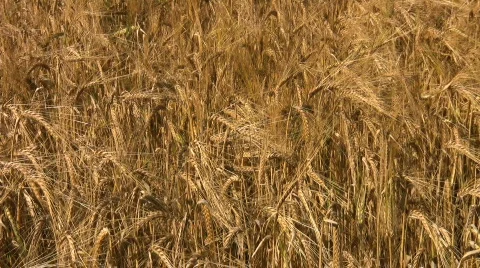 Crop of barley growing in a farm field in Northamptonshire England Stock Footage