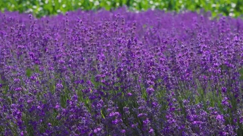 A crop of blooming lavender plants moving in the wind Stock Footage 337664171