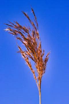 Crop with blue background Foto stock