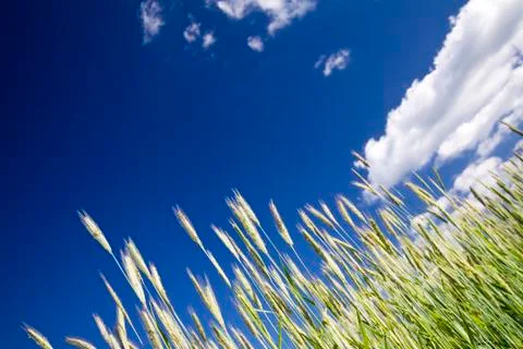 Crop, blue sky Stock Photos
