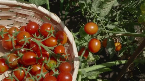 Crop of cherry tomatoes. Hand cuts with scissors twig. Видео 137111151