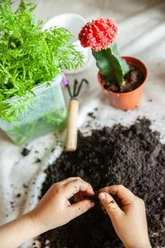 Crop child playing with soil while gardening on table Stock Photos