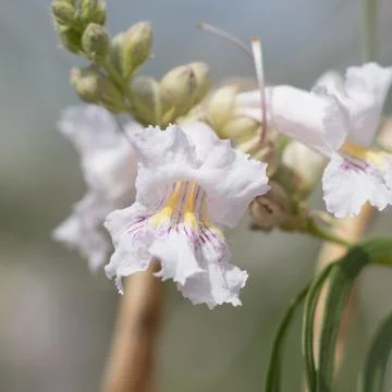 CROP - CHILOPSIS LINEARIS BLOOM Stock Photos