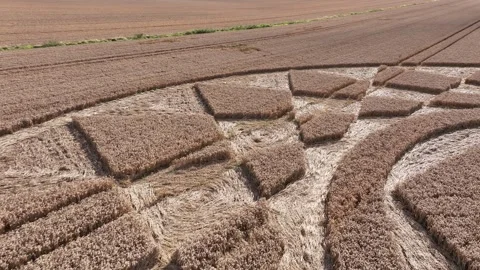 Crop Circle, Close-Up Drone View, Oliver's Castle, Wiltshire, 13 August 2023 4K Stock Footage 270178311