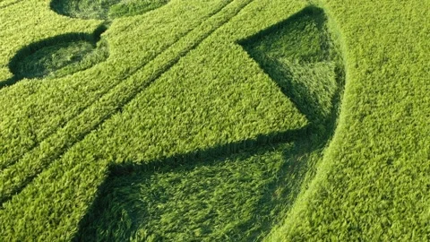 Crop Circle Drone Clip 4K, 8th June 2021, Circling Around Edge Stock-Footage 155645044