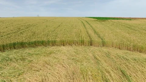 Crop Circle In Farm Field - Drone Pullback Stock Footage 280755888