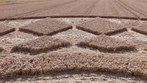 Crop Circle, Low Drone View, Oliver's Castle, Wiltshire, 13 August 2023 4K Video stock 270178328