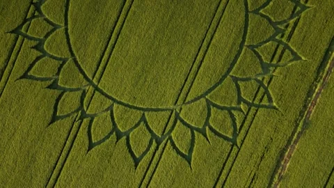 Crop Circle Overhead Glide Drone View, 7th June 2023, Potterne Wiltshire 4K Stock Footage 243292844