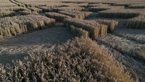 Crop Circle Pattern By Ripe Cereals In The Field Of Micheldever Station In 스톡 동영상 204857932