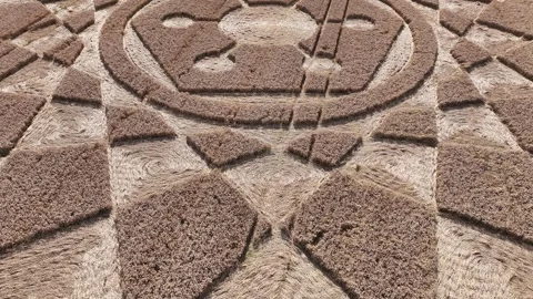 Crop Circle, Stunning Drone Clip, Oliver's Castle, Wiltshire, 13 August 2023 4K Video stock 270178372