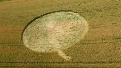 Crop Circle In Wheat Field At Daytime - Aerial Drone Shot Stock Footage 280755909