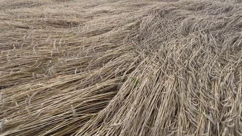 Crop circles in a wheat field creating a mysterious pattern 스톡 사진