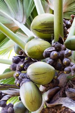 Crop of coco de mer coconuts on a palm tree Stock Photos