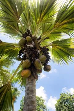 Crop of coco de mer coconuts on a palm tree Stock Photos