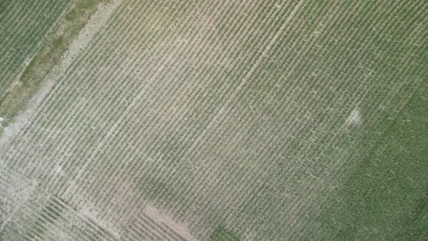 Crop of corn from above Stock Footage 300878055