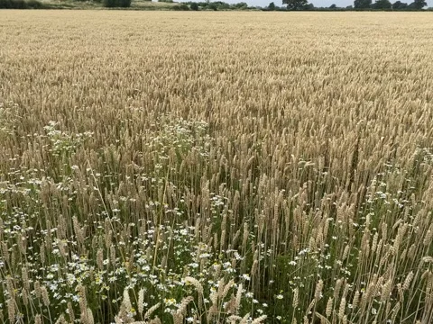 Crop of corn and wild daisy blowing in the wind Video stock 157716456