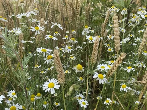 Crop of corn and wild daisy blowing in the wind Video stock 157716459