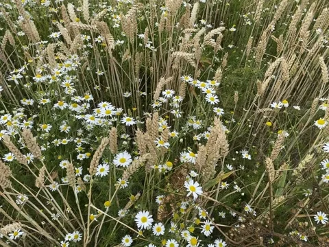 Crop of corn and wild daisy blowing in the wind 库存影片 157716463