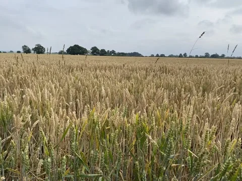 Crop of corn and wild daisy blowing in the wind 库存影片 157716465