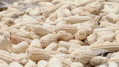A crop of corn dries out in the sun at a farm in Uganda. Stock Footage 303155943
