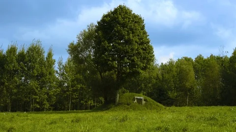 Crop of a corn plantation Video stock 94640786