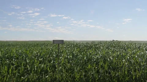 Crop of corn watering Stock Footage 8511478
