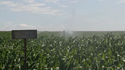 Crop of corn watering Vidéo 8515175