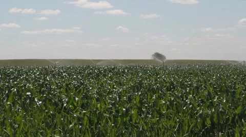 Crop of corn watering Stock Footage 8515269