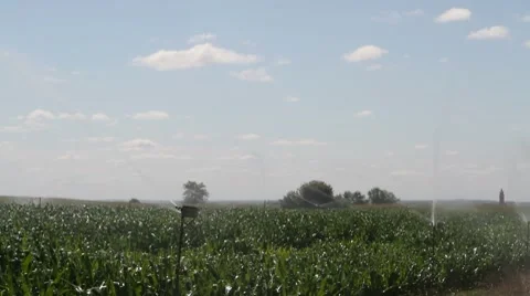Crop of corn watering Stock Footage 8515735