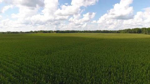 Crop duster sprays corn crops with pesticides Stock Footage 137619773