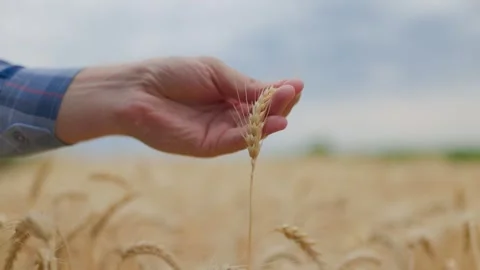 Crop faceless farmer touching wheat spike against Stock Footage 250339883