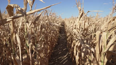 Crop failure, Corn plants, dry summer 2022, Germany Video stock 232674981