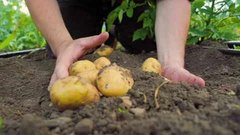 Crop farmer digging and showing potatoes Stock Footage 201091460
