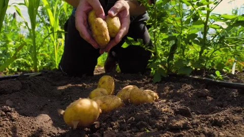 Crop farmer dropping new potatoes on ground Stock Footage 299914866